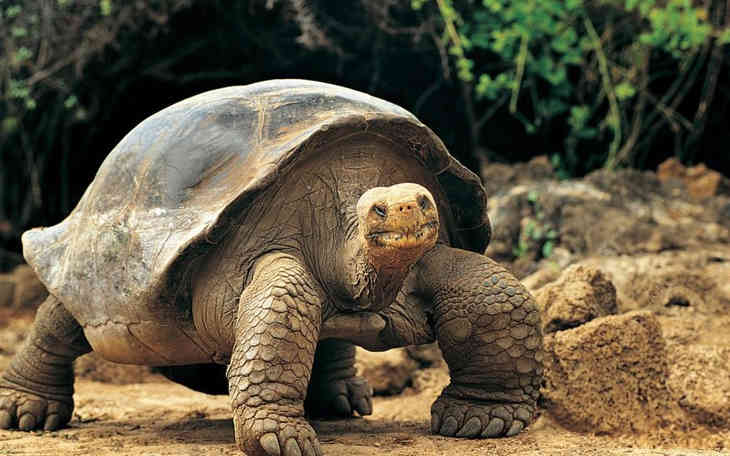 A 10 leglassabb állat a bolygón (FOTÓK)