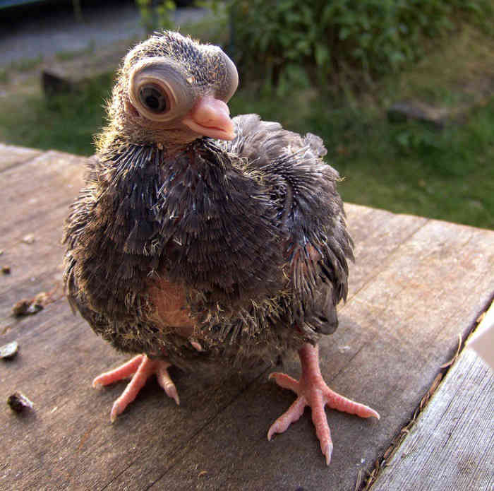 A géntechnológia borzalmai: a legszörnyűbb háziállatfajták (FOTÓ)