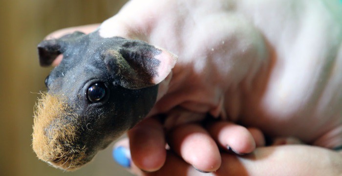 A géntechnológia borzalmai: a legszörnyűbb háziállatfajták (FOTÓ)