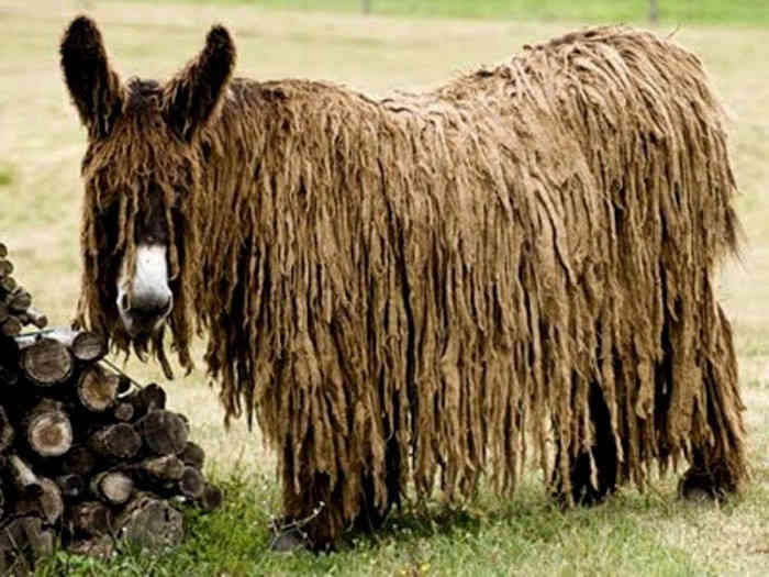 A géntechnológia borzalmai: a legszörnyűbb háziállatfajták (FOTÓ)