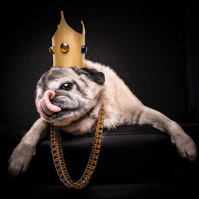 Mopszportrék a 80-90-es évek hip-hop előadóinak stílusában (FOTÓK)