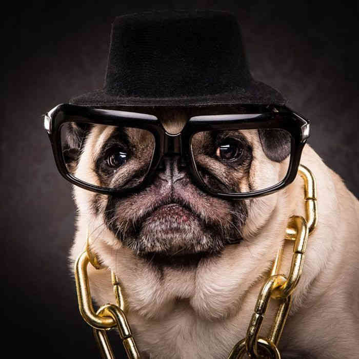 Mopszportrék a 80-90-es évek hip-hop előadóinak stílusában (FOTÓK)