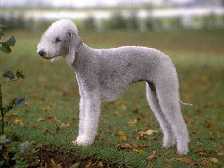 A hétköznapi állatok TOP 7 nagyon furcsa fajtája