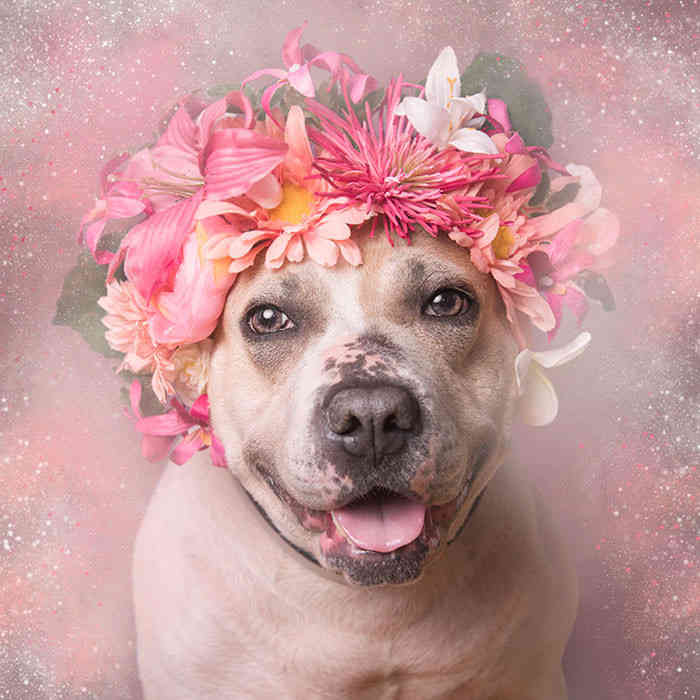 Imádnivaló pitbullok (FOTÓK)