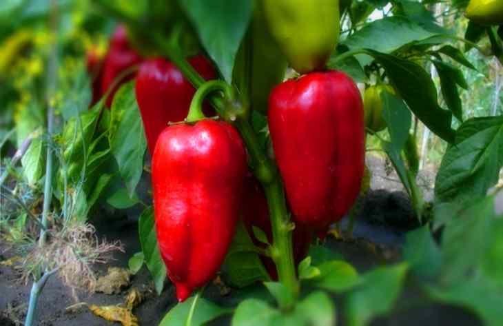 Miért nem terem jól a paprika: 3 ok