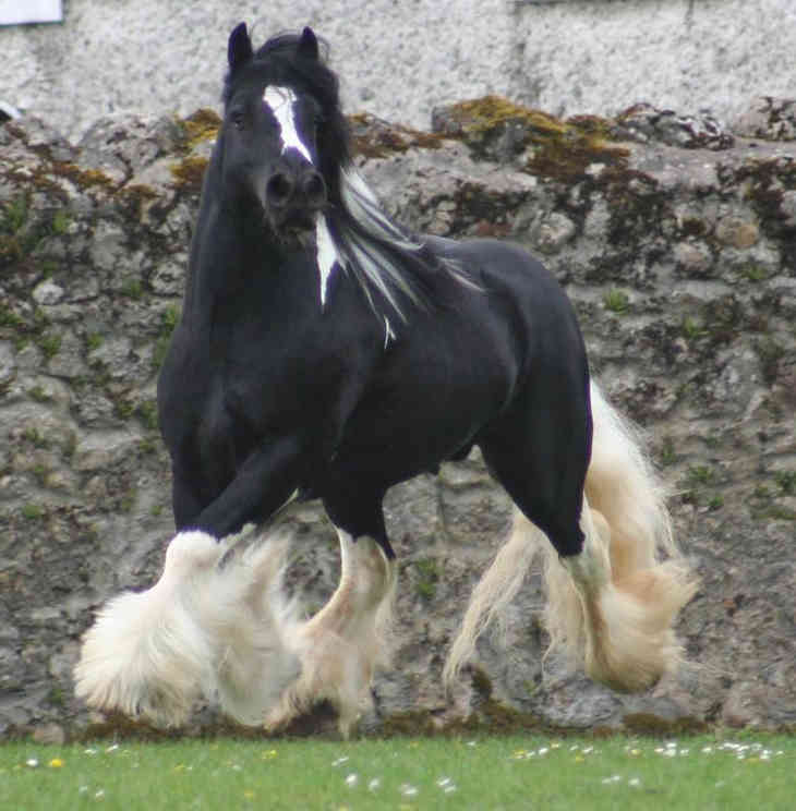 Shires - a bolygó legnagyobb lovai (FOTÓ)