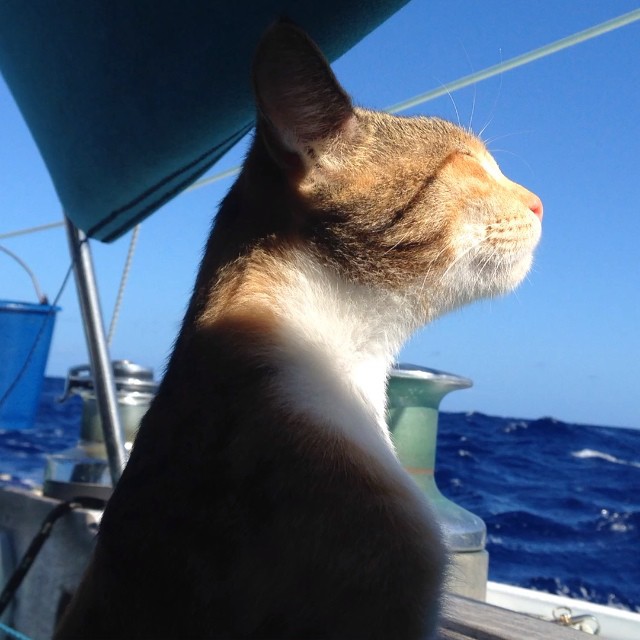 Ez a lány és a macskája egy csónakban él és körbejárja a világot (FOTÓK)