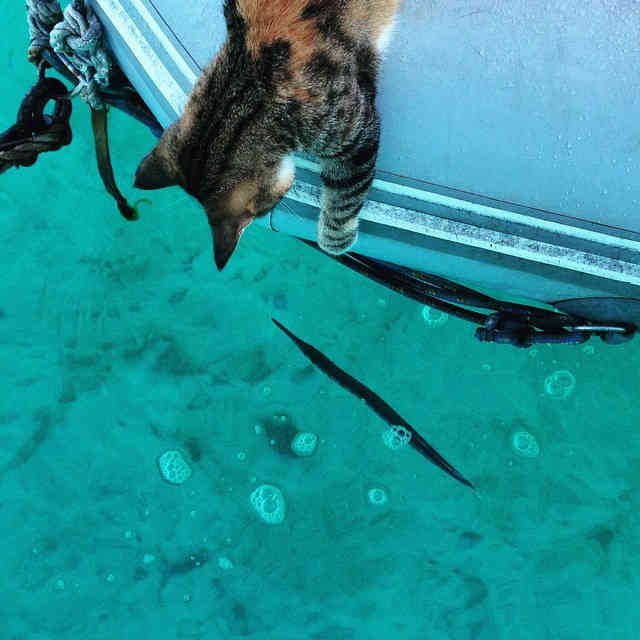 Ez a lány és a macskája egy csónakban él és körbejárja a világot (FOTÓK)