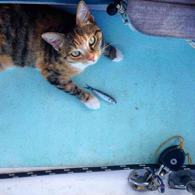 Ez a lány és a macskája egy csónakban él és körbejárja a világot (FOTÓK)