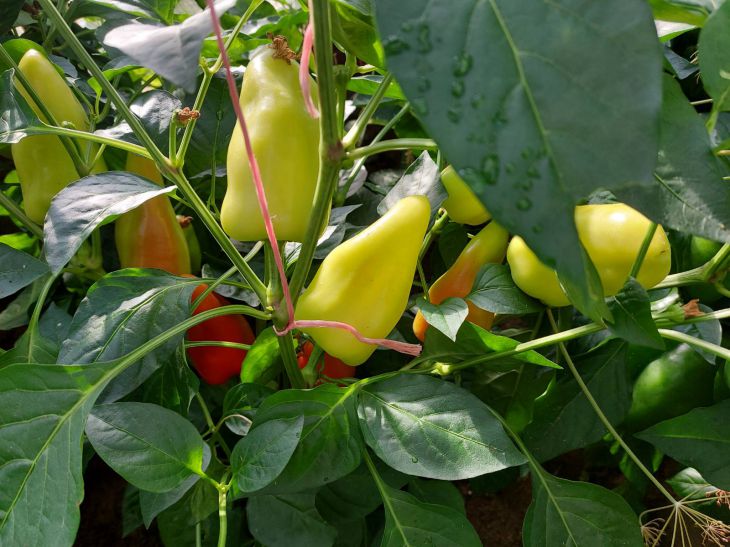 paprika