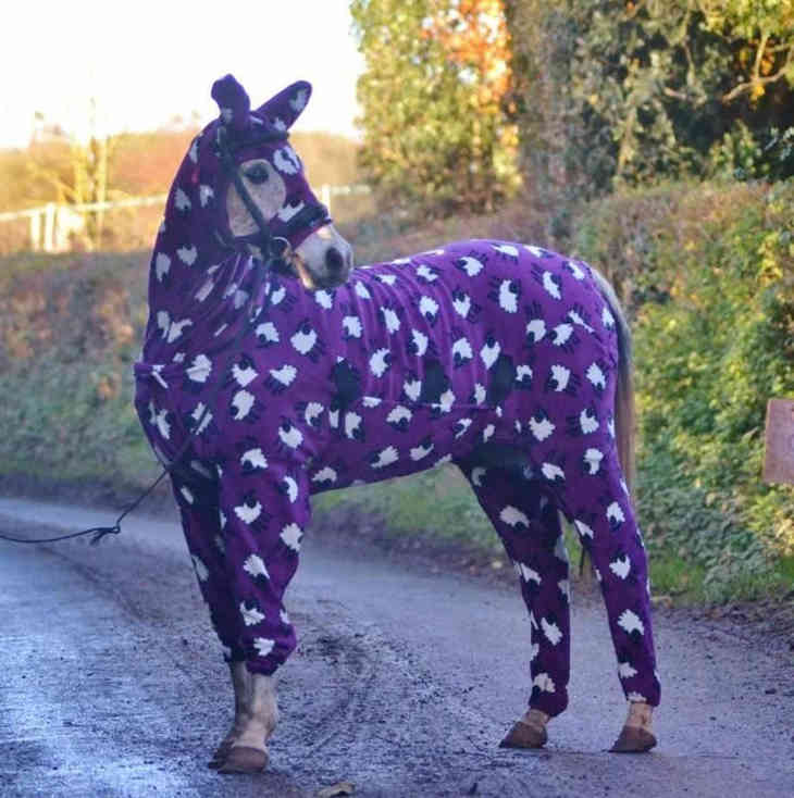 Divatállatok (FOTÓ)