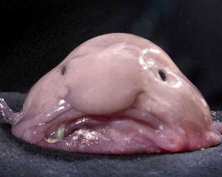 A világ legszörnyűbb tengeri élőlényei (FOTÓK)