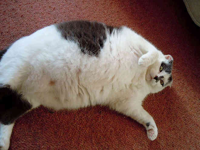 Kövér macskák, akik nem törődnek az étrendeddel (FOTÓ)