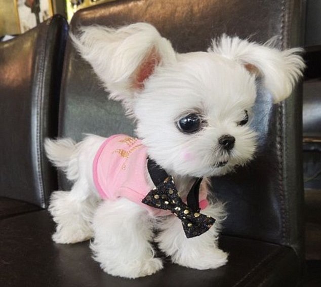 A legcukibb kiskutya (FOTÓ)