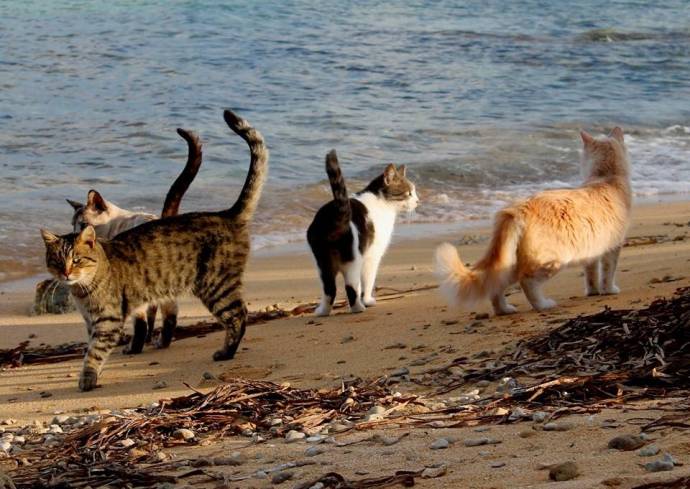 Olaszország legjobb turisztikai helyeinek listáján macskamenhely a tengerparton (FOTÓ)