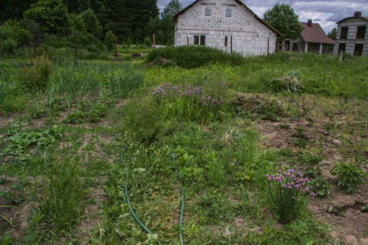 Veteményes kert, dacha