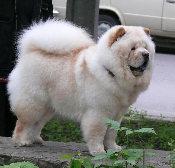 Érdekes tények a Chow Chow fajtáról