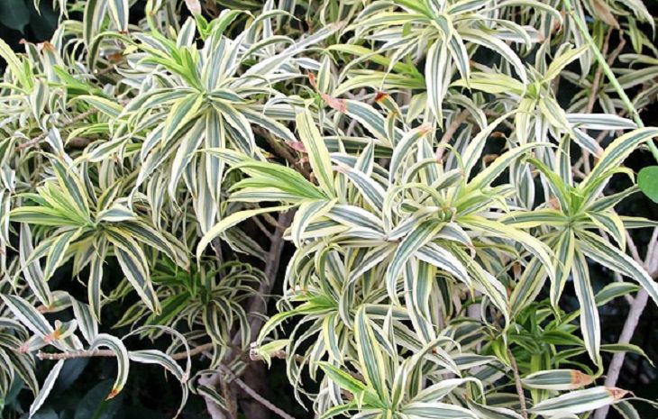 Chlorophytum