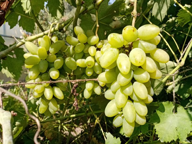 Szőlő