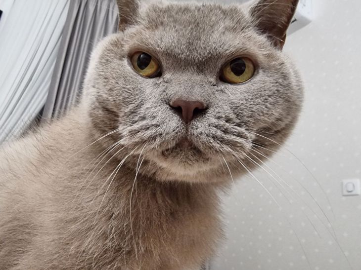 Macska