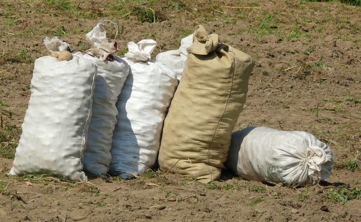 Lehet-e ugyanoda burgonyát ültetni, hogy ne csökkenjen a termés: mi a titka?