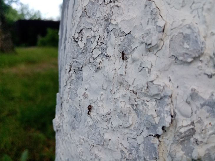 hangyák