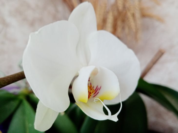 Orchidea