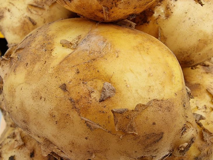 Burgonya