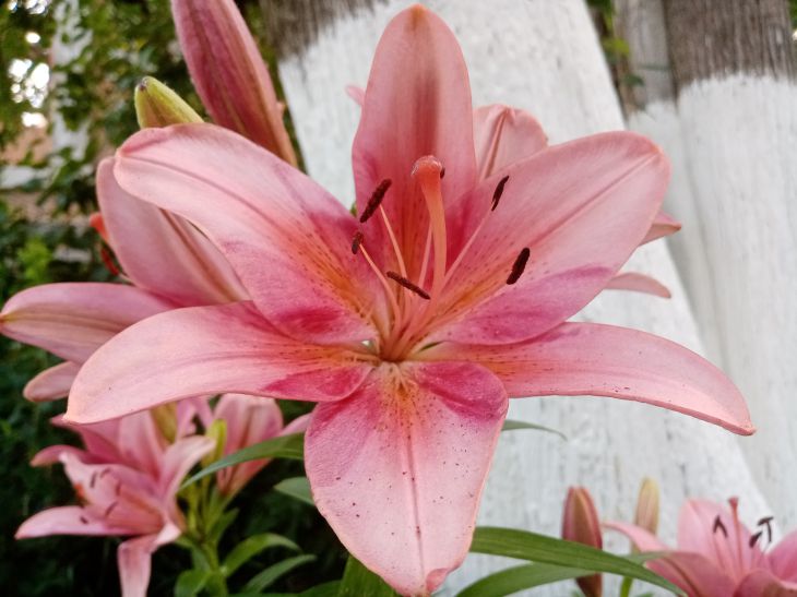 Liliom