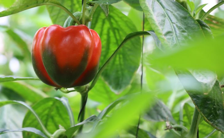 Milyenek a paprika palánták a csírázás után: 3 dolog, ami meghatározza a termelékenységet