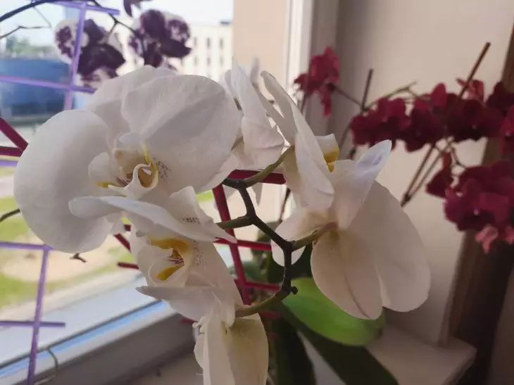 Orchideák