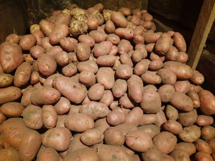 burgonya