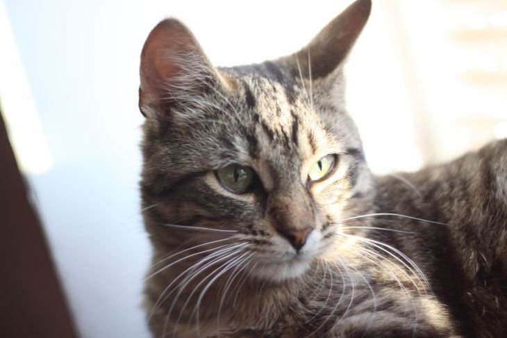 Macska