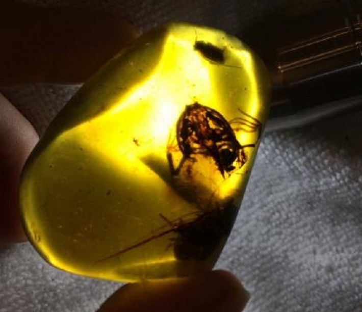 Megtalálták a legrégebbi borostyánban megőrzött békákat