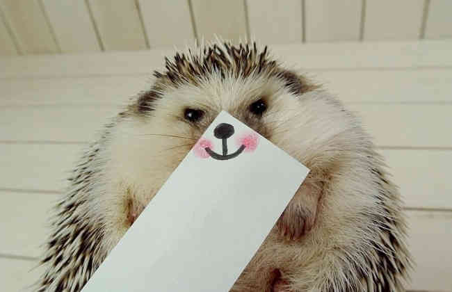 A japán sündisznó meghódítja a Twittert (FOTO)