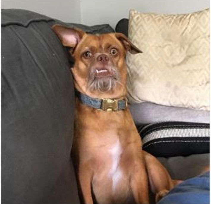 Emberi arckifejezésű kutya nevetésre késztette a netezőket