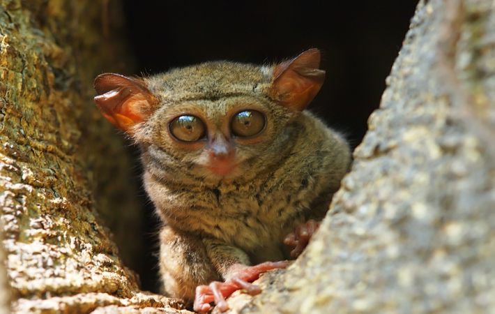 2017-ben felfedezett állatok