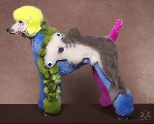 Szépség vagy állatkínzás?