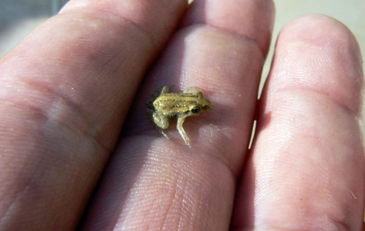 2017-ben felfedezett állatok