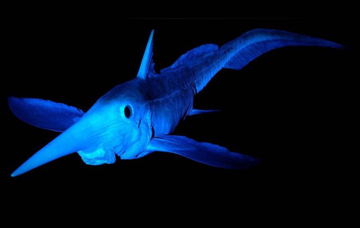 2017-ben felfedezett állatok