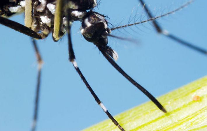 2017-ben felfedezett állatok