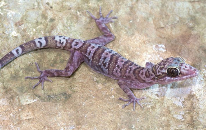 2017-ben felfedezett állatok