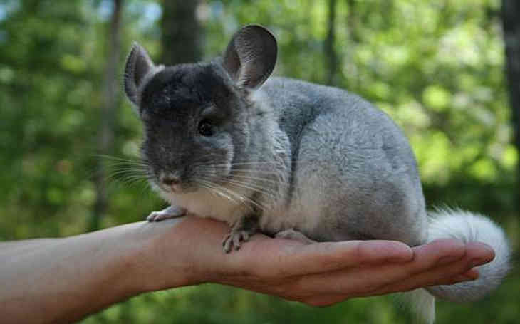 A csincsilla az ember barátja