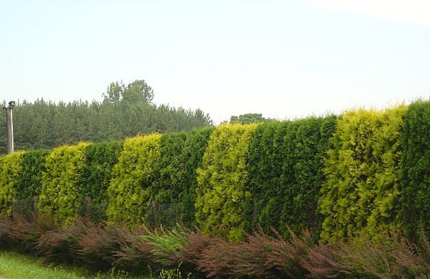 Hedge