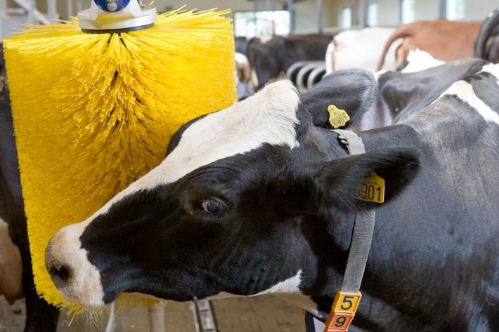 A teheneknek éppúgy szükségük van mechanikus kefékre, mint táplálékra.