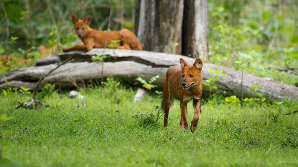 Dhole sétál a fűben, és egy másik dhole a háttérben egy kidőlt fa tetején