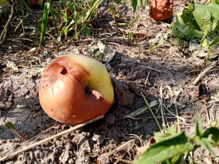 Apple Rots