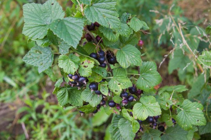 ribizli