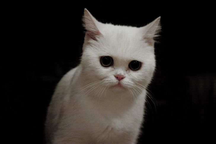 Macska