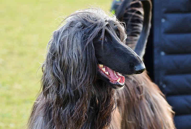 kutya
